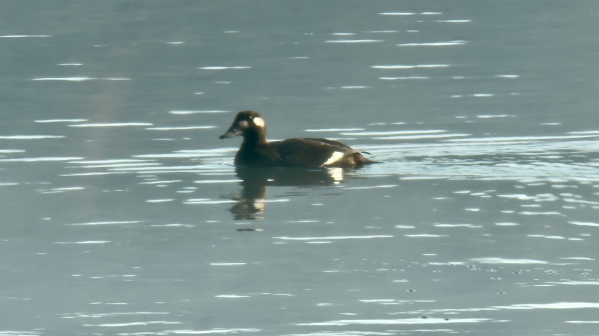 White-winged Scoter - ML610532986