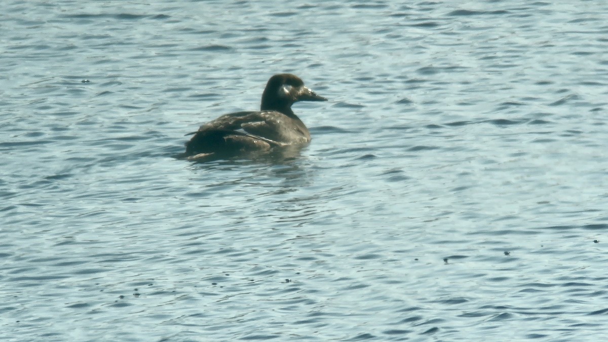 White-winged Scoter - ML610532987