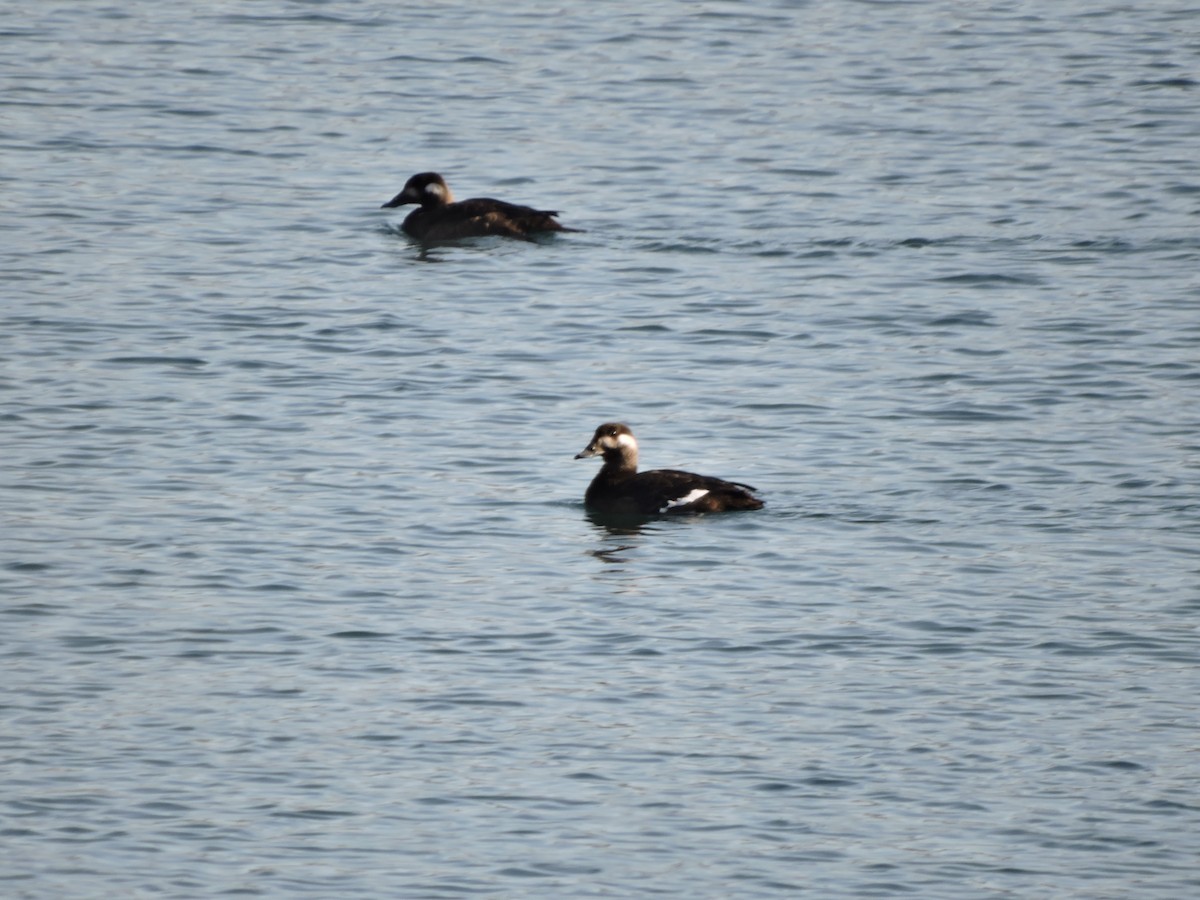 White-winged Scoter - ML610532988