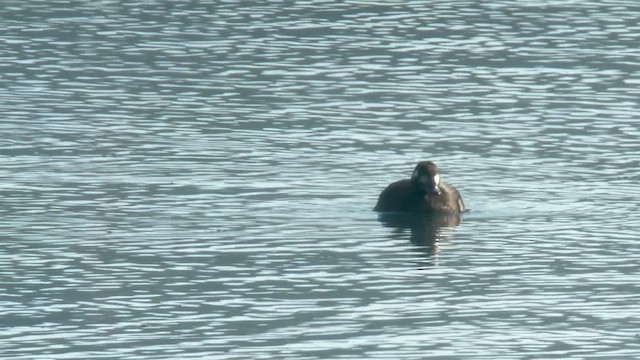 White-winged Scoter - ML610532991