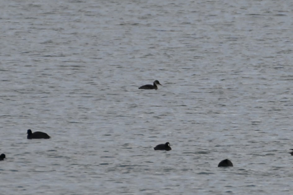 Red-necked Grebe - ML610533015