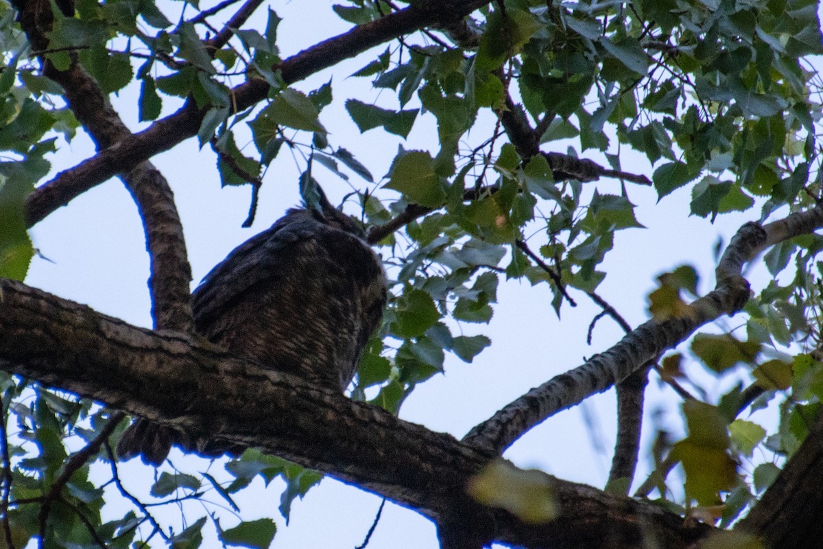 Great Horned Owl - ML610533023