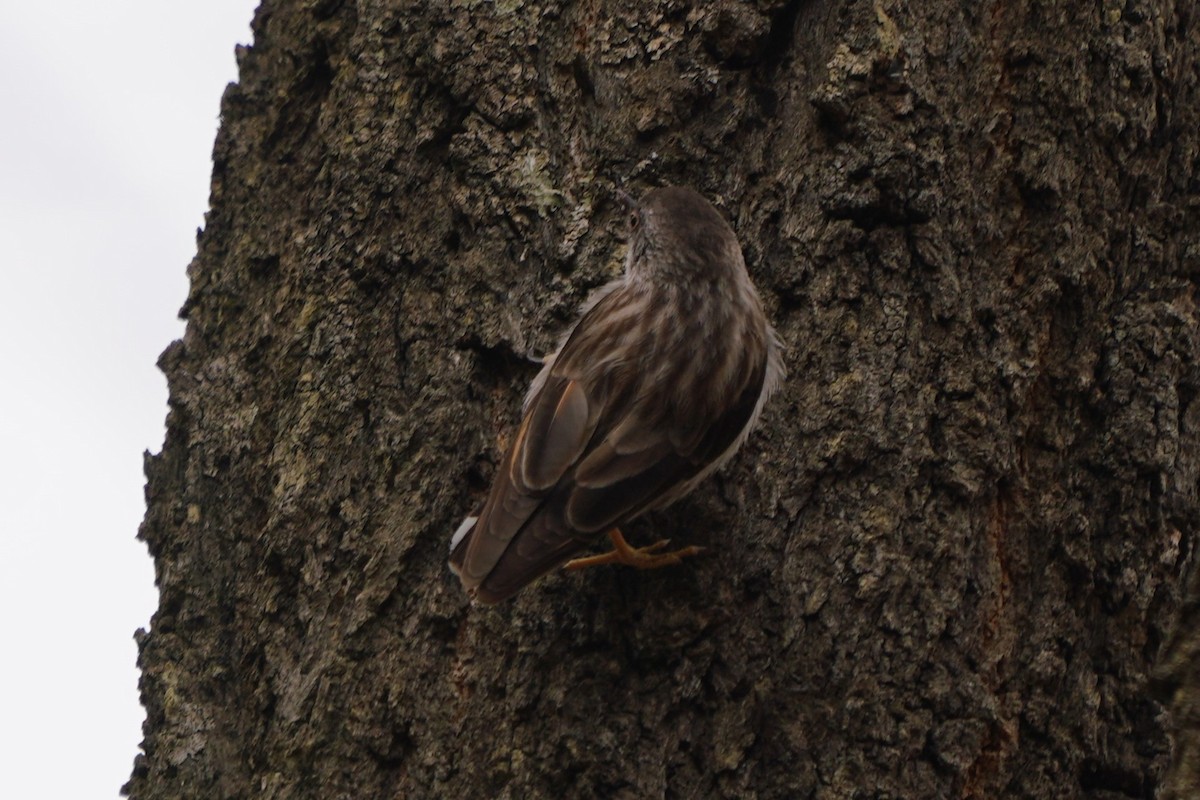 Varied Sittella - ML610533054