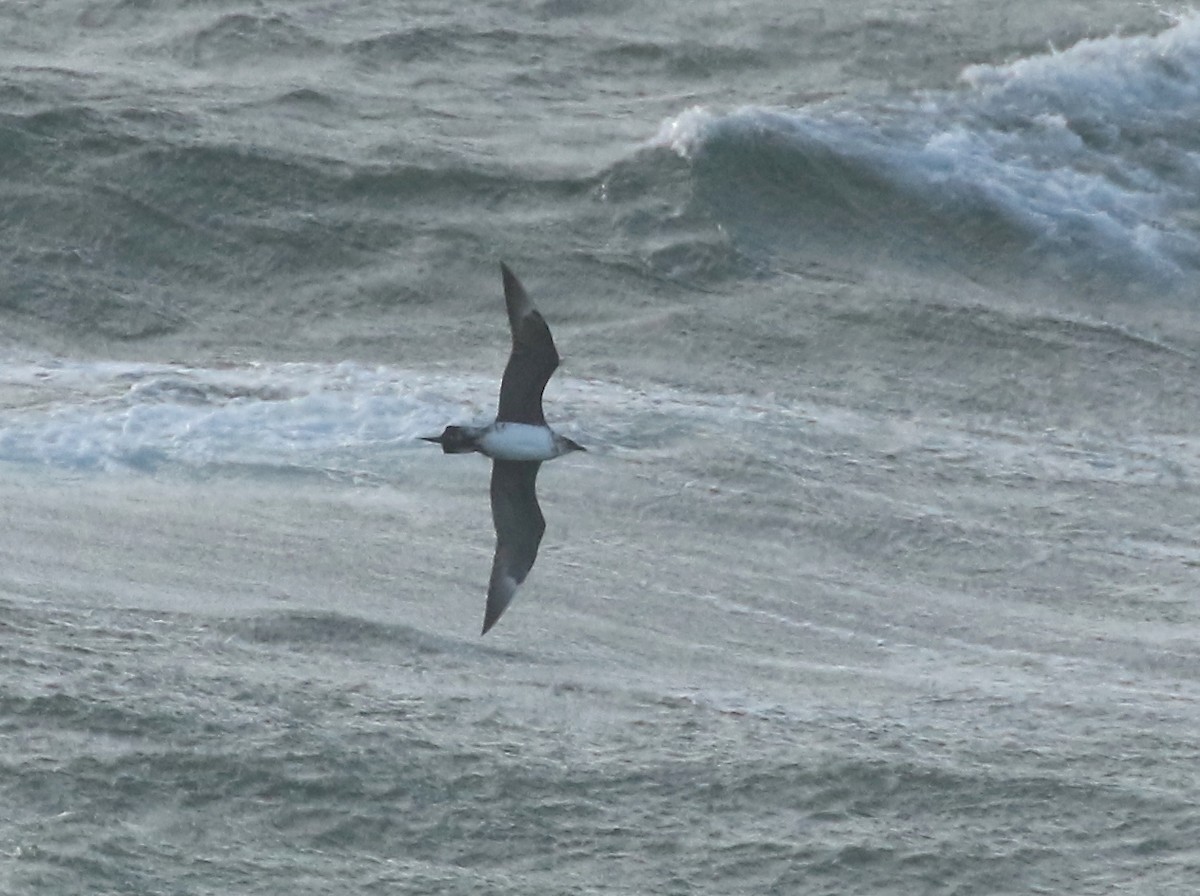 Parasitic Jaeger - ML610533093