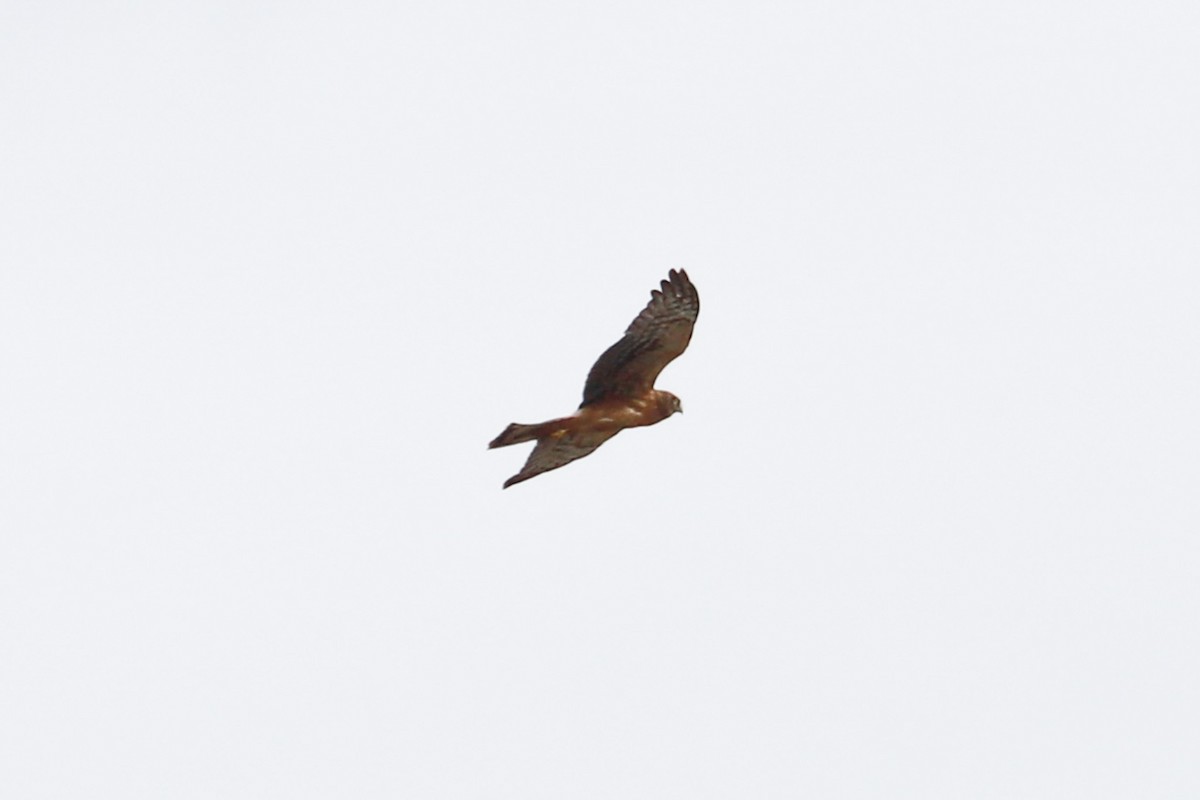 Northern Harrier - ML610533140