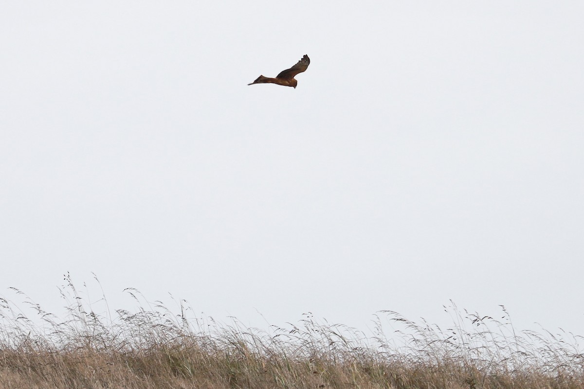 Northern Harrier - ML610533141