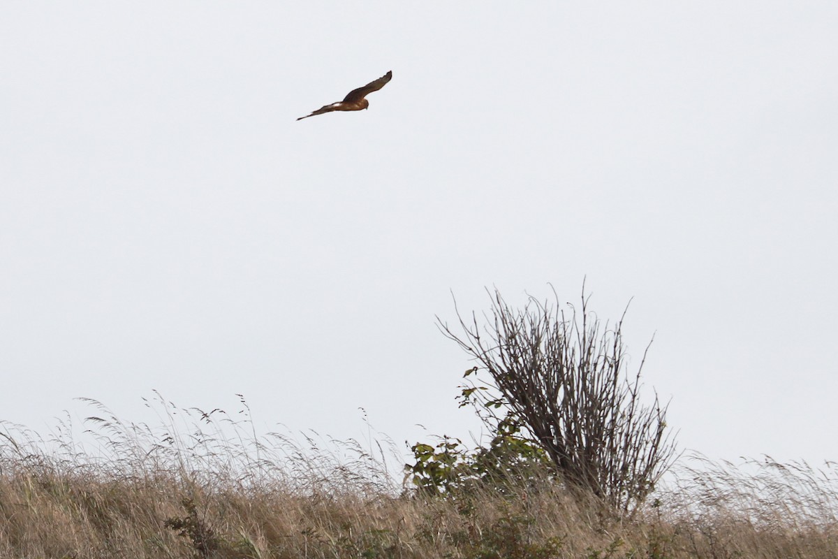 Northern Harrier - ML610533142