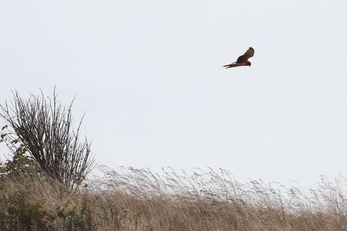 Northern Harrier - ML610533143