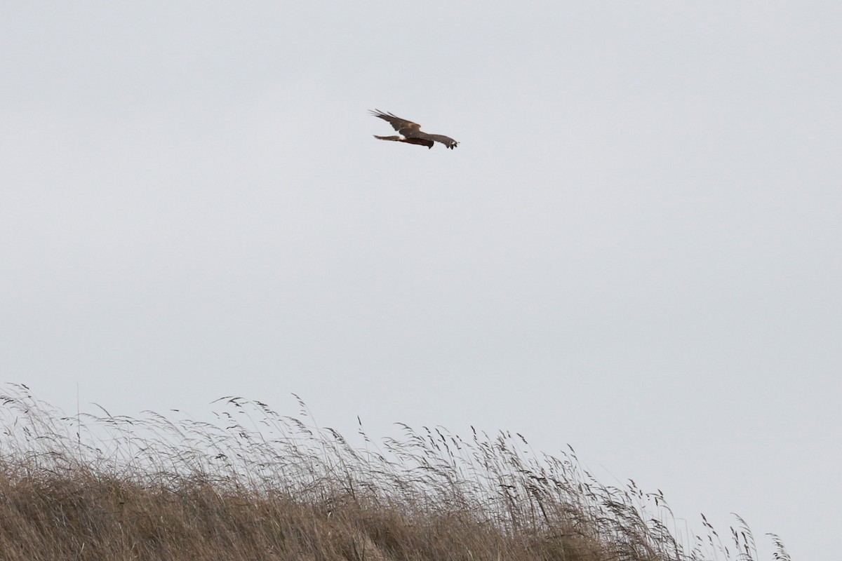 Northern Harrier - ML610533144