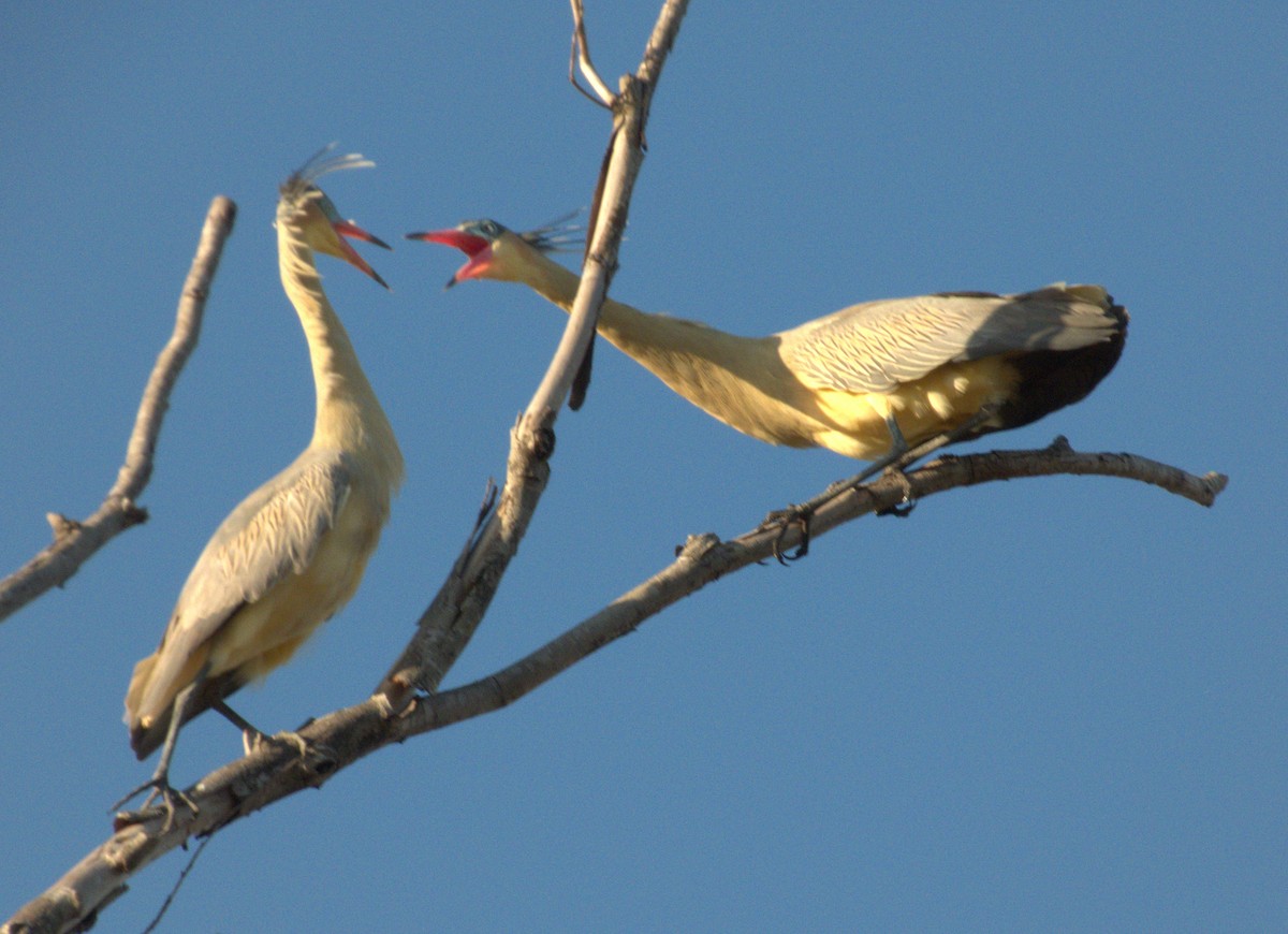 Whistling Heron - ML610533249