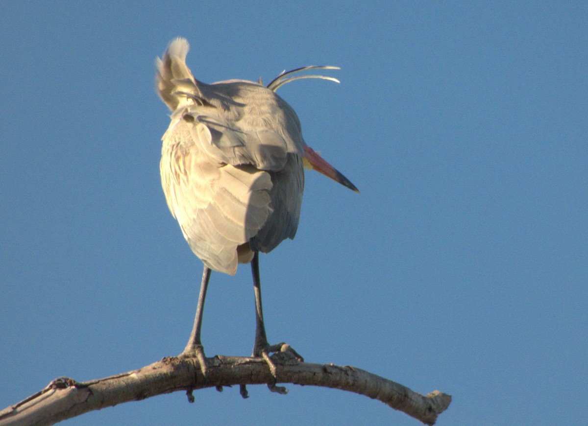 Whistling Heron - ML610533292