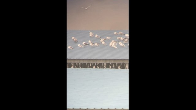 Franklin's Gull - ML610533328