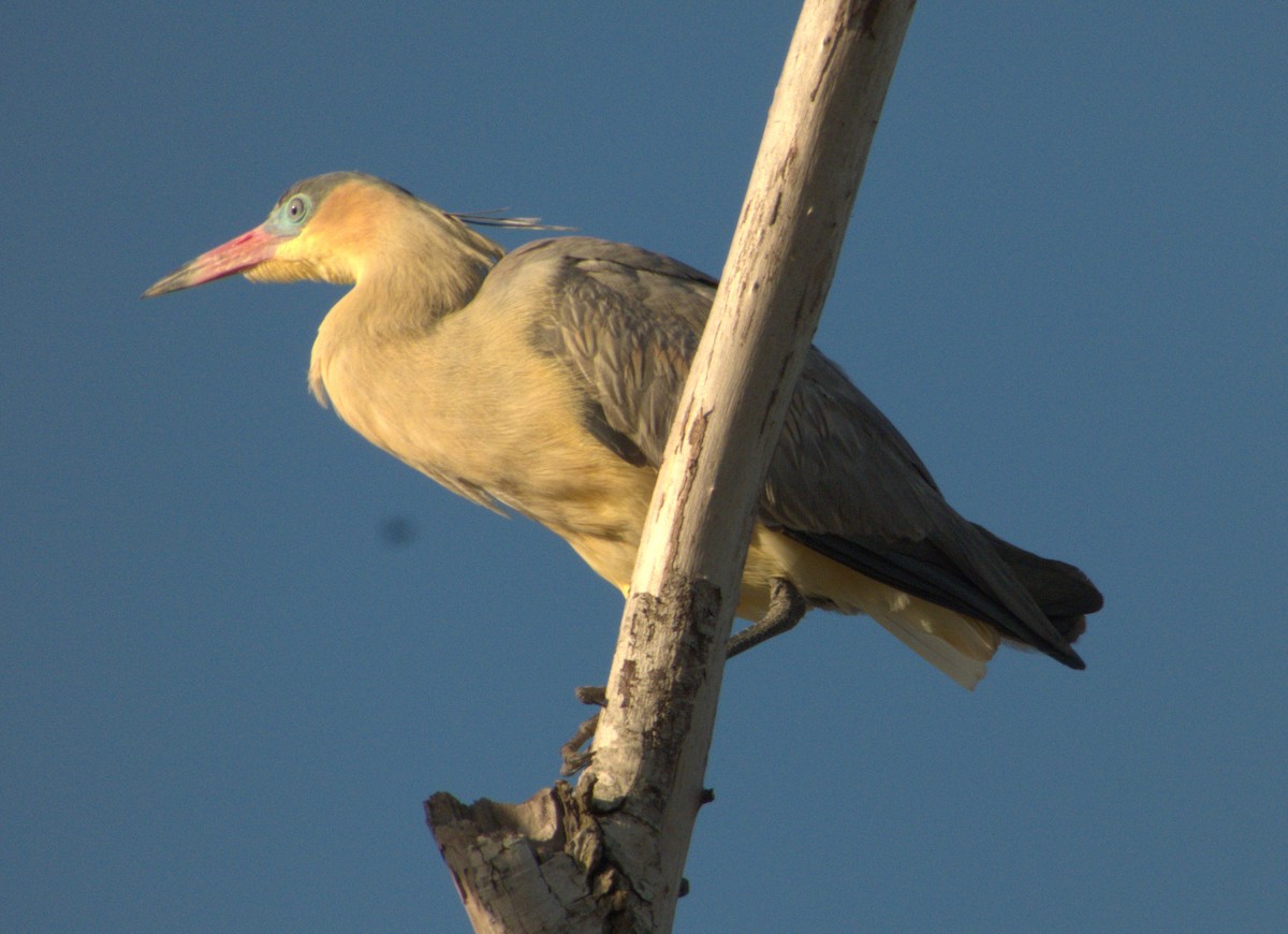 Whistling Heron - Edgardo Oscar Pic