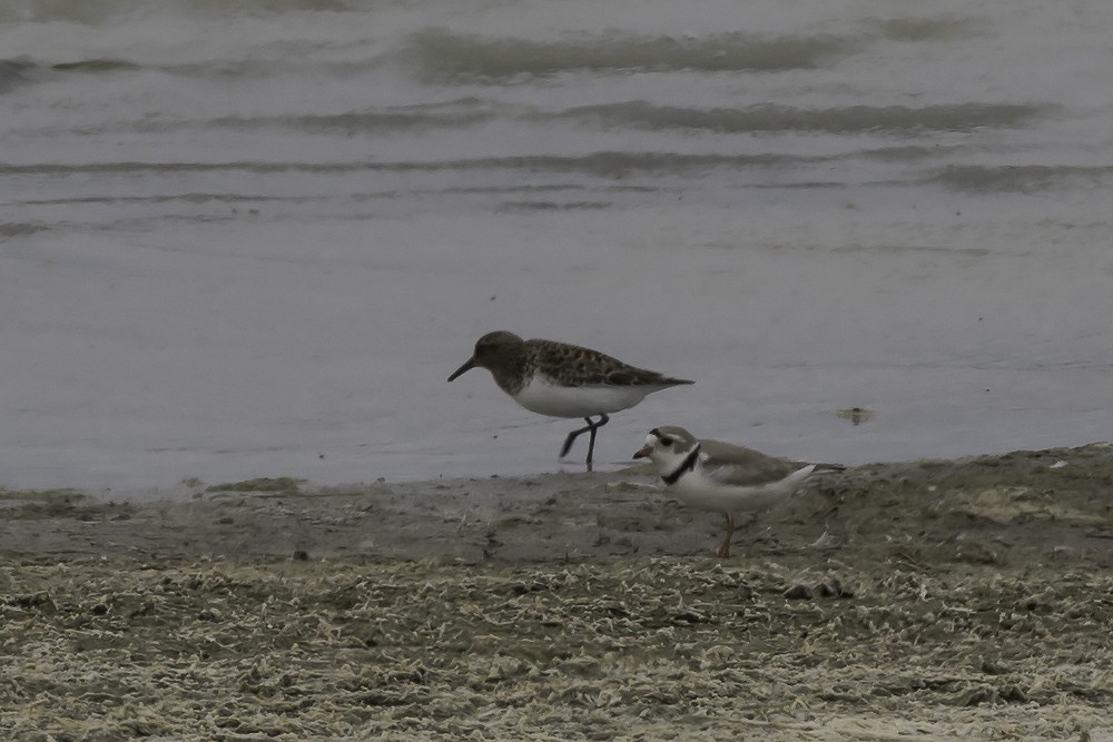 Piping Plover - Thomas Kallmeyer