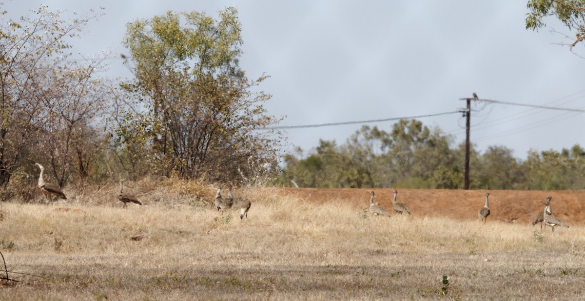 Australian Bustard - ML610533423