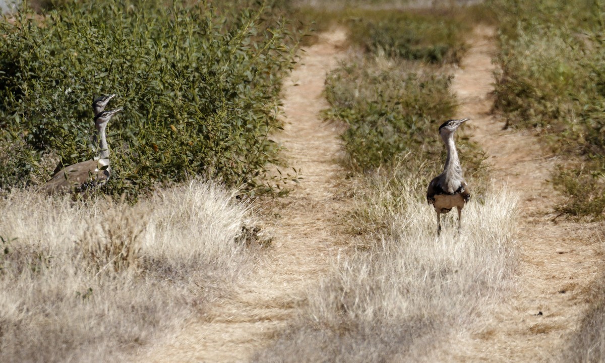 Australian Bustard - ML610533426