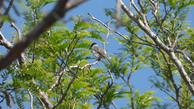 White-naped Xenopsaris - ML610533444