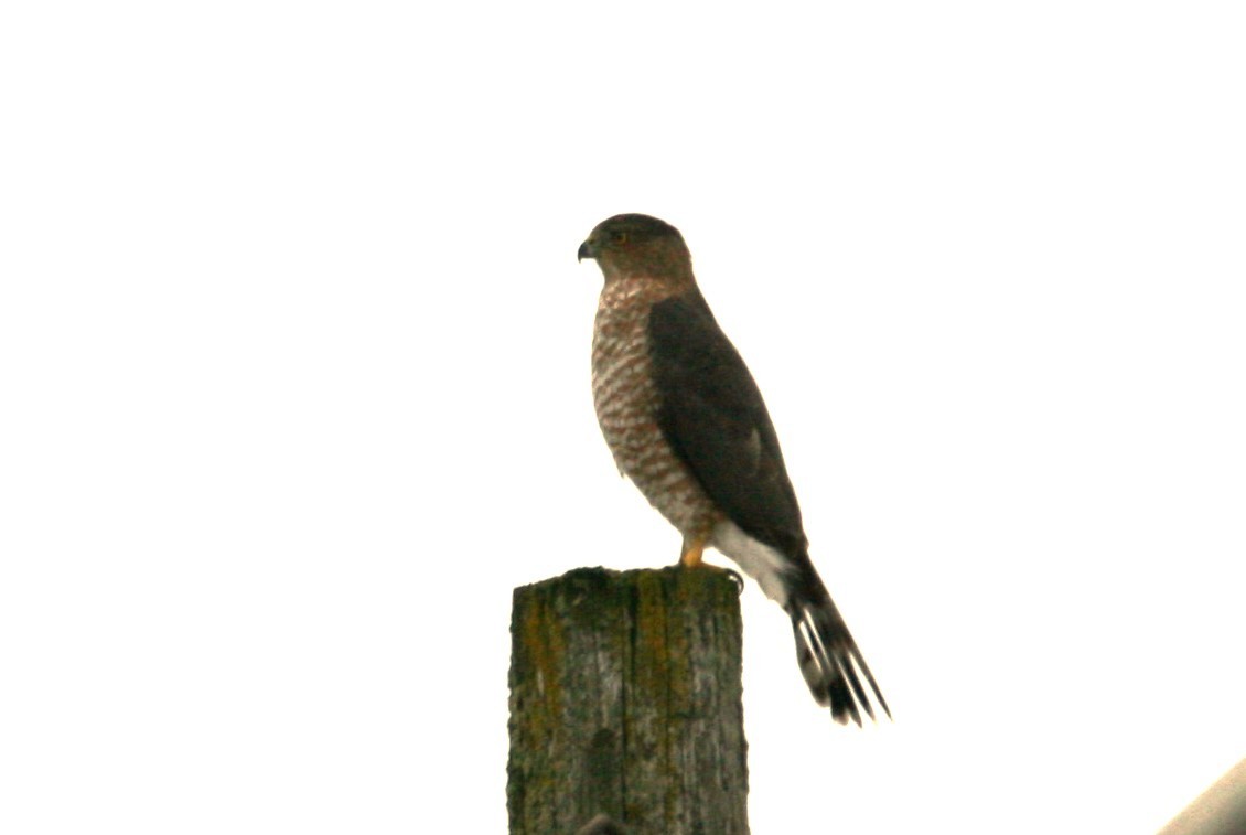 Cooper's Hawk - ML610533454