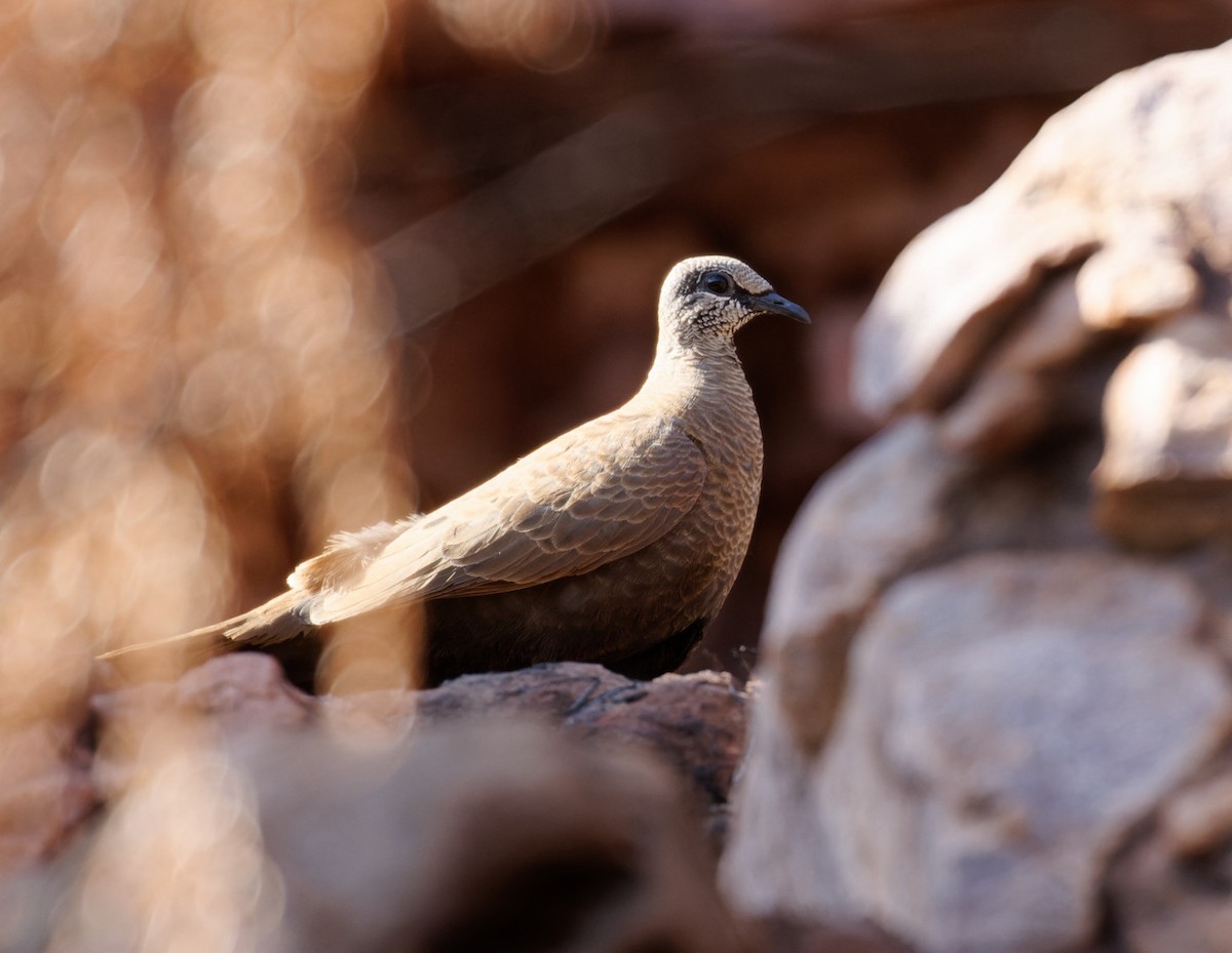 White-quilled Rock-Pigeon - ML610533484