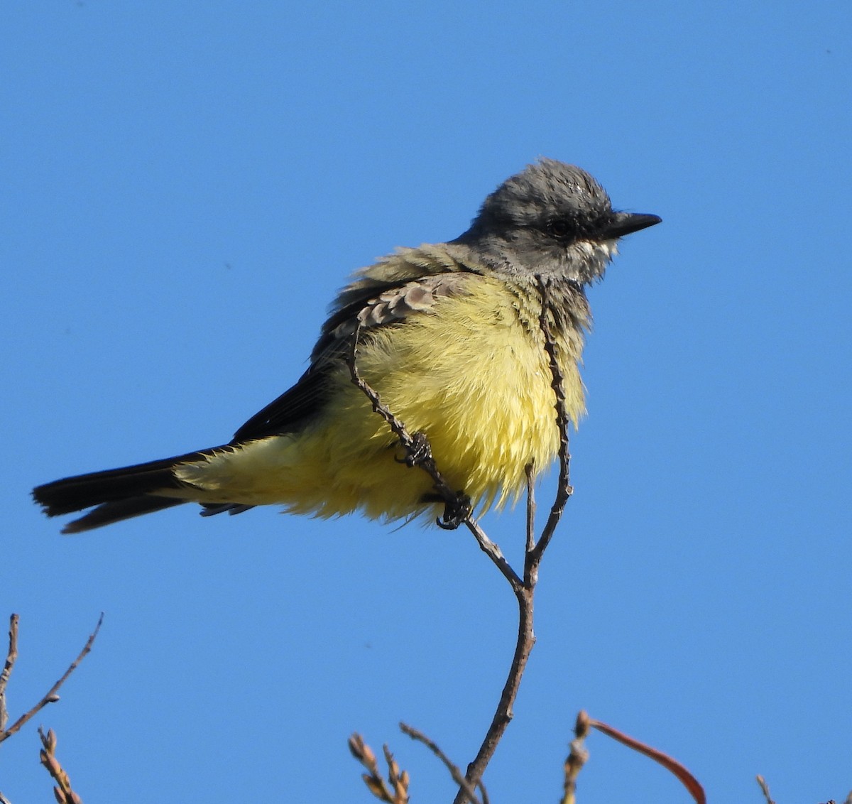 Cassin's Kingbird - ML610533499