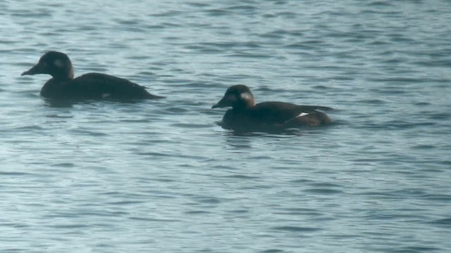 White-winged Scoter - ML610533521