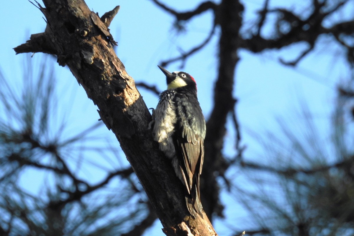 Acorn Woodpecker - ML610533541