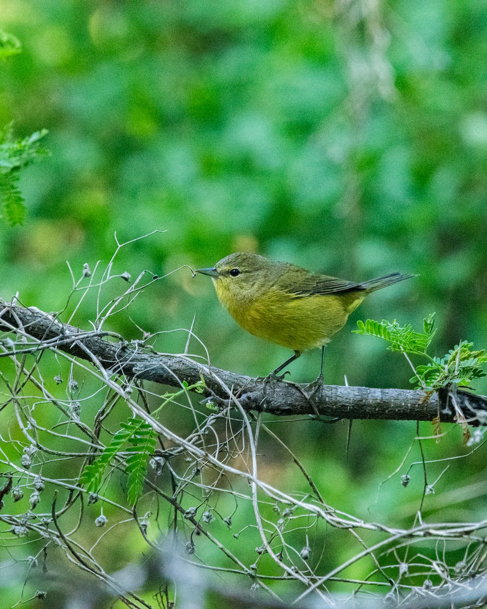 Orange-crowned Warbler - ML610533587