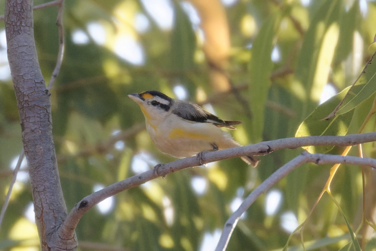 Striated Pardalote - Peter Bennet