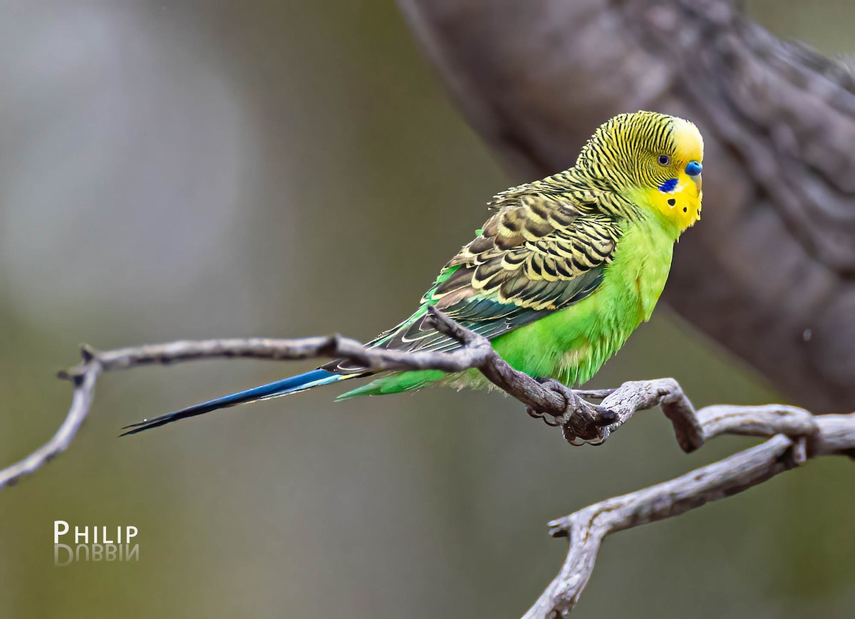 Budgerigar - ML610533630