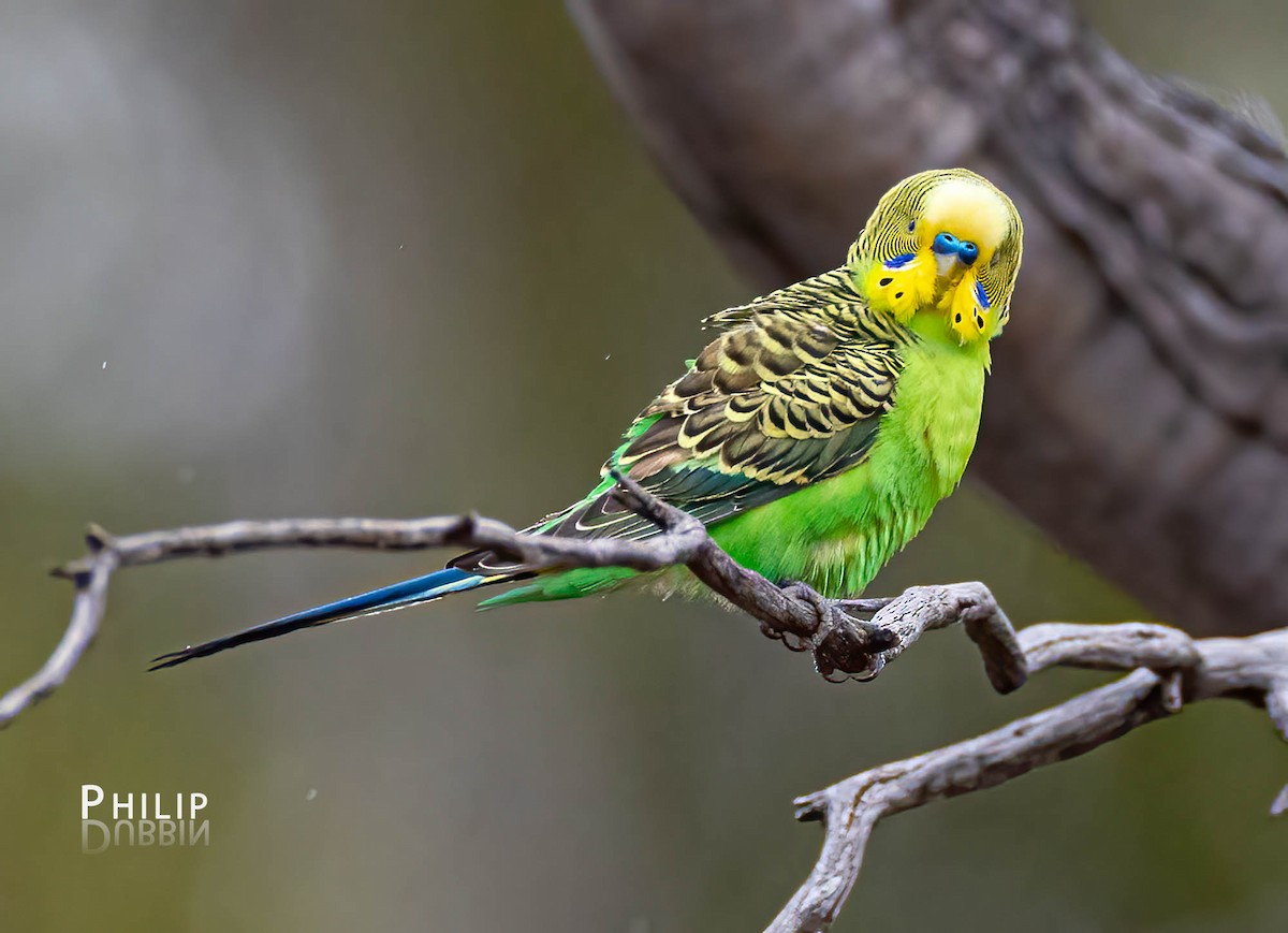 Budgerigar - ML610533631