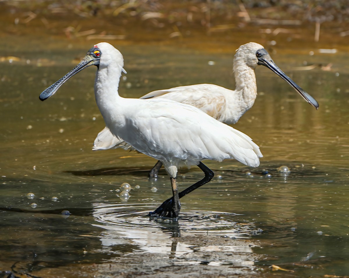 Royal Spoonbill - ML610533730