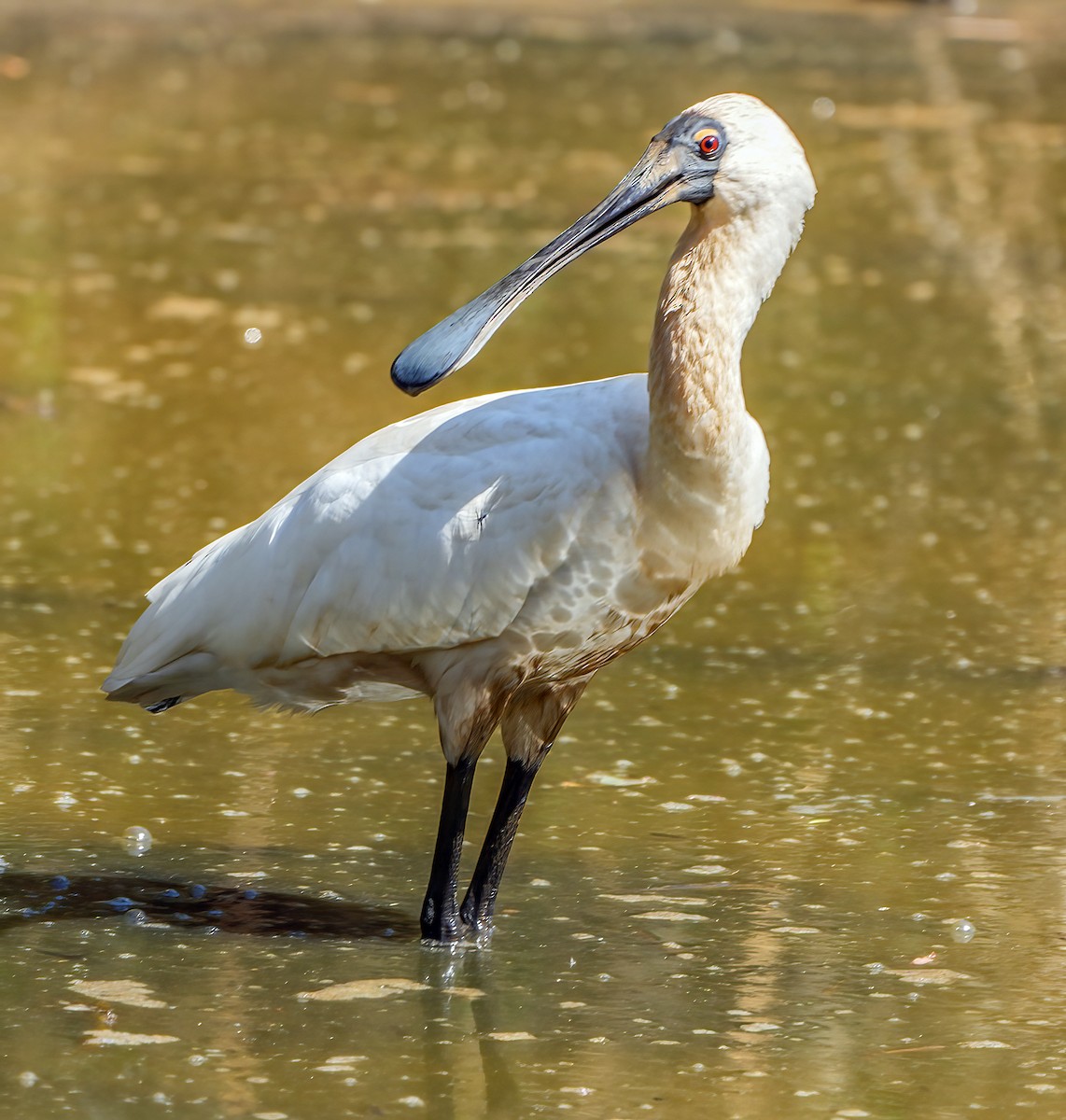 Royal Spoonbill - ML610533731