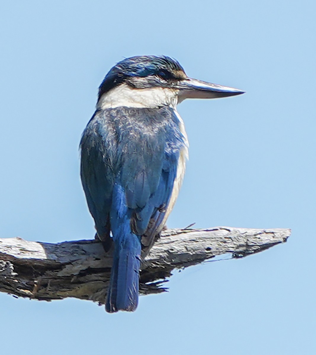 Forest Kingfisher - ML610533744