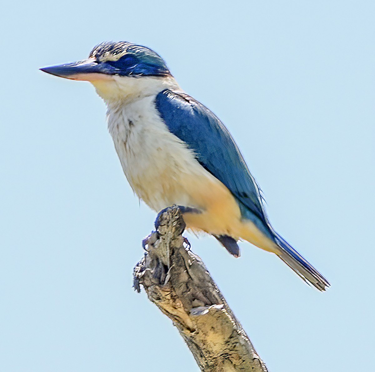 Forest Kingfisher - ML610533745