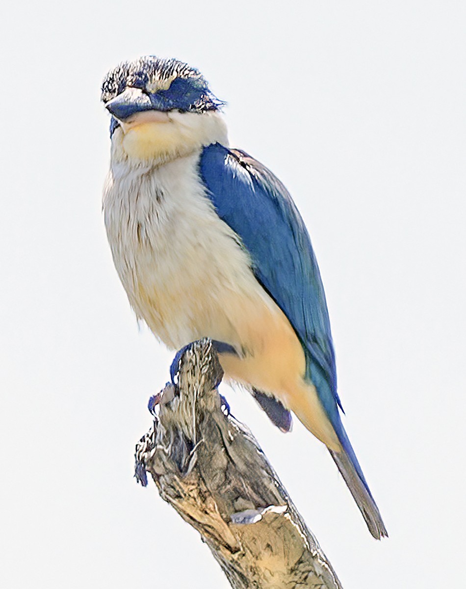 Forest Kingfisher - ML610533749