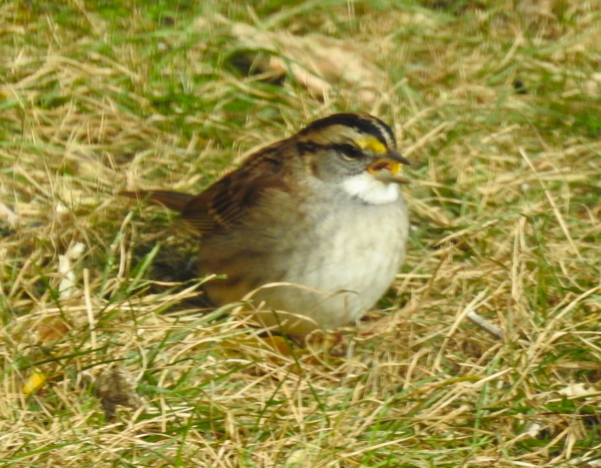 White-throated Sparrow - ML610533779