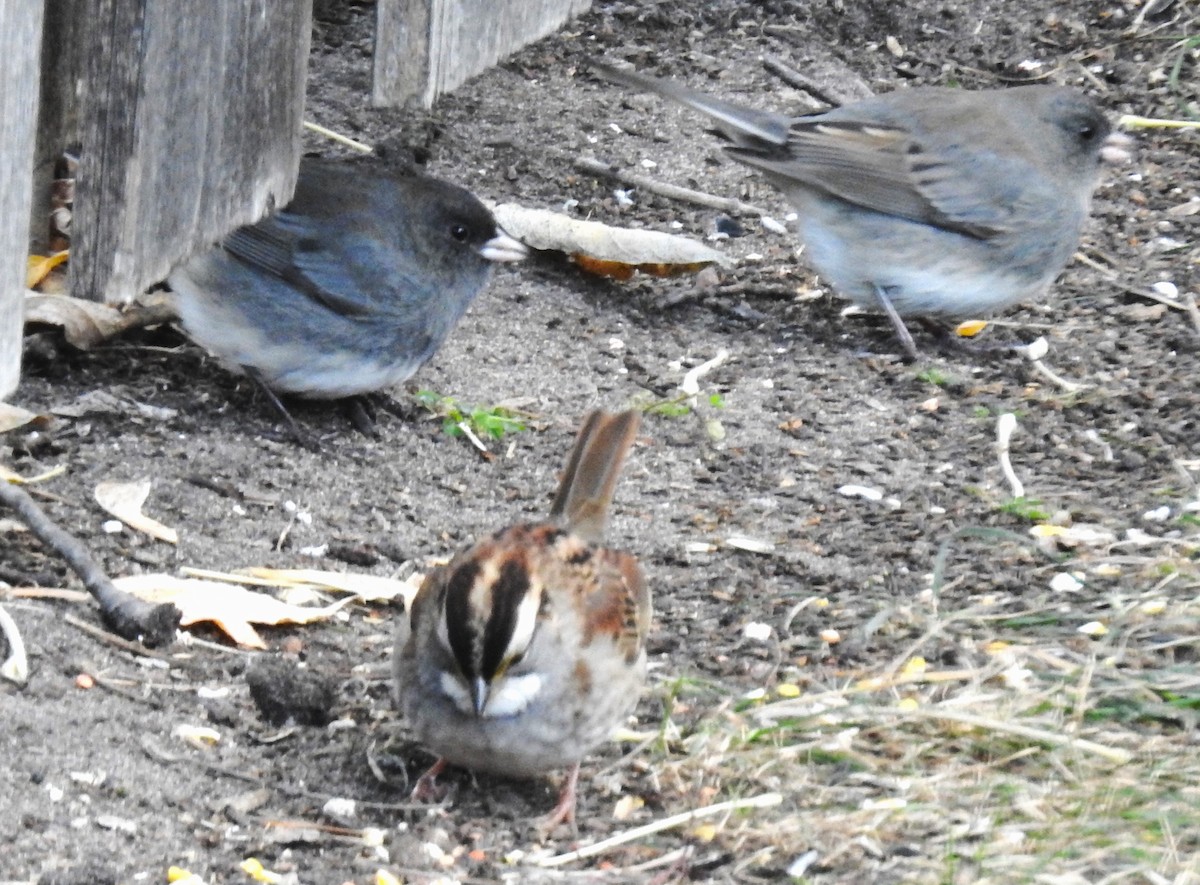 White-throated Sparrow - ML610533786