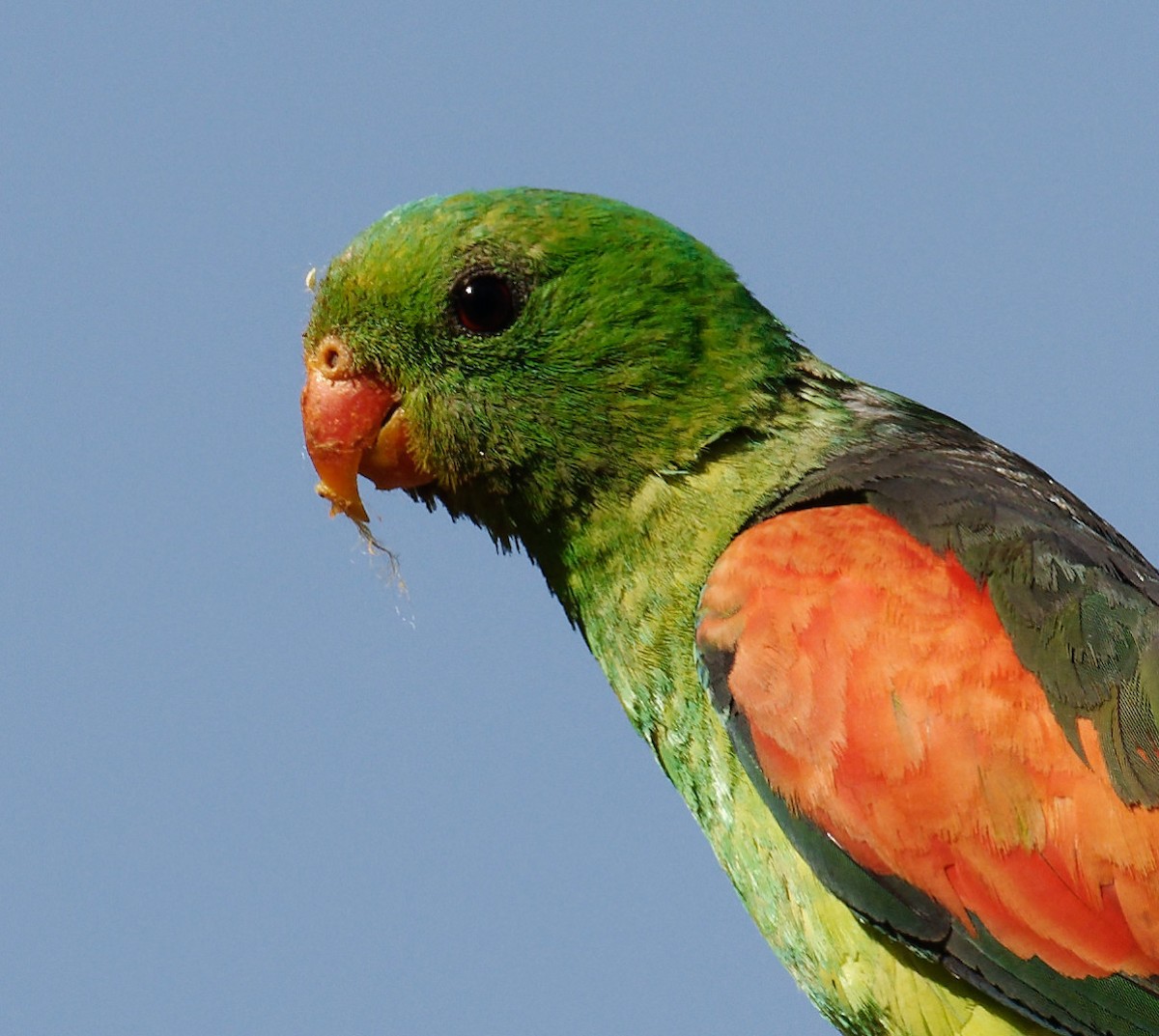 Red-winged Parrot - Peter Bennet