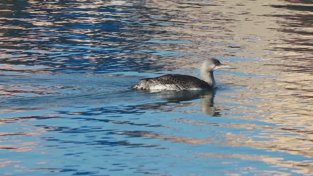 Red-throated Loon - ML610533899