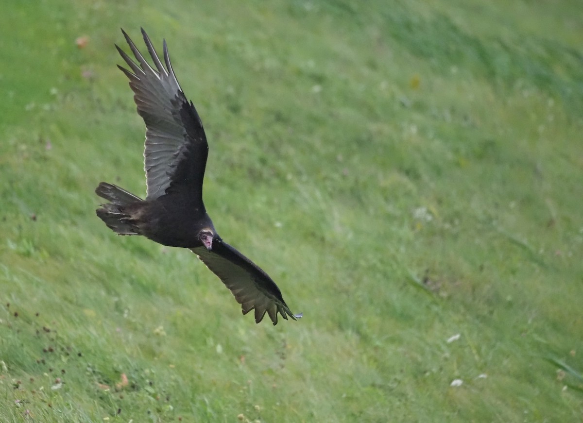 Turkey Vulture - ML610533910