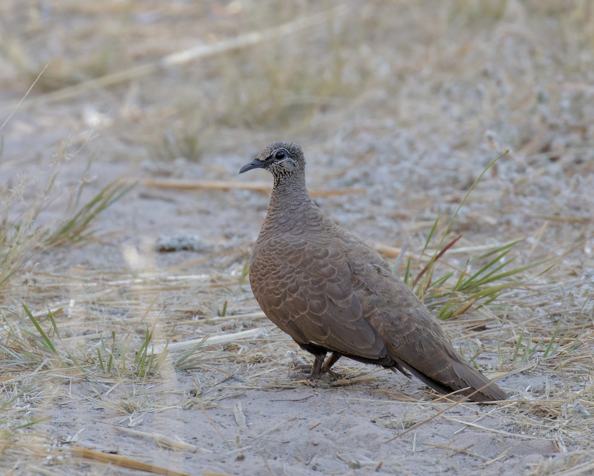 White-quilled Rock-Pigeon - ML610533931