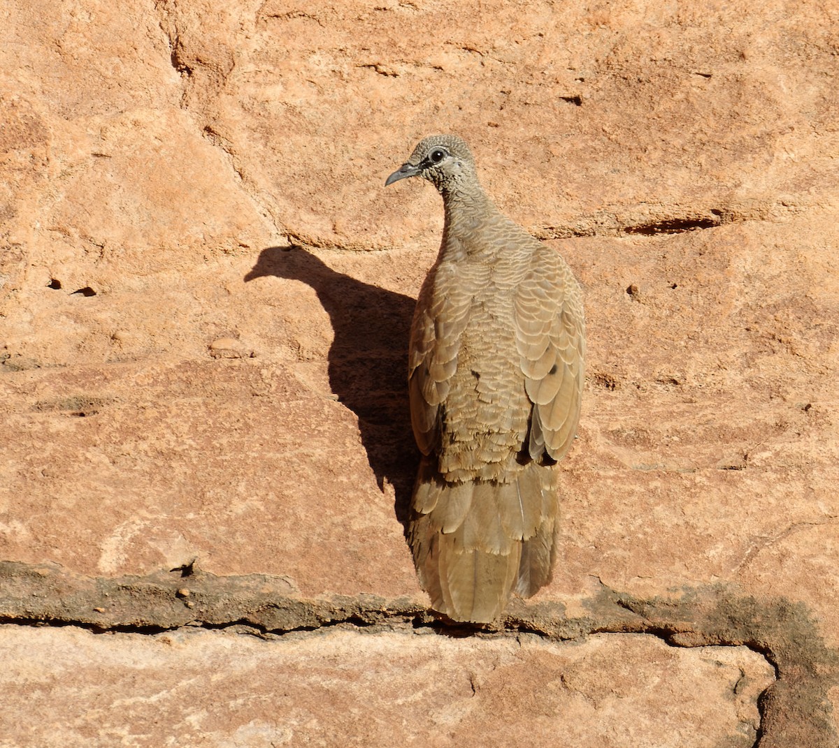 White-quilled Rock-Pigeon - ML610533934