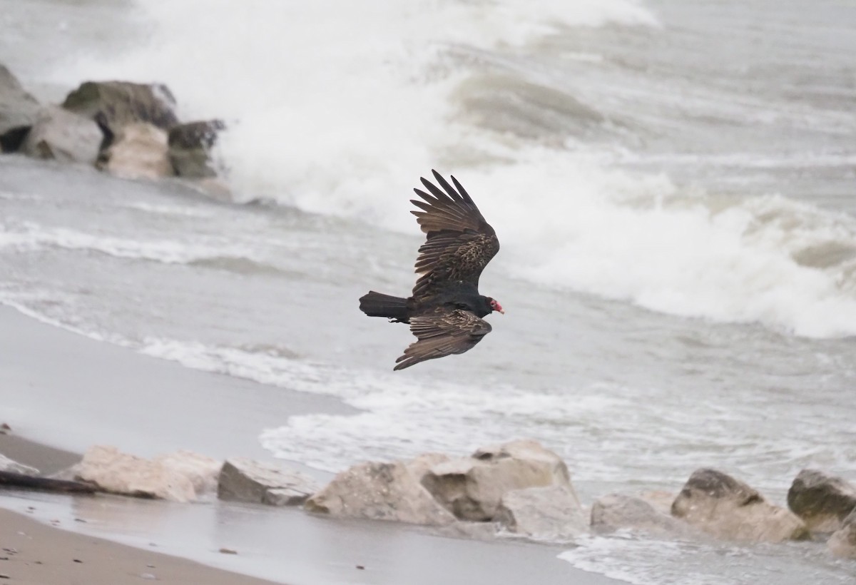 Turkey Vulture - ML610533944