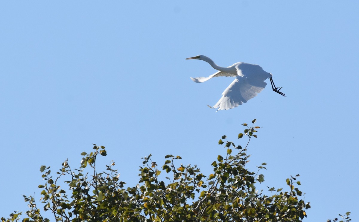 Great Egret - ML610533980