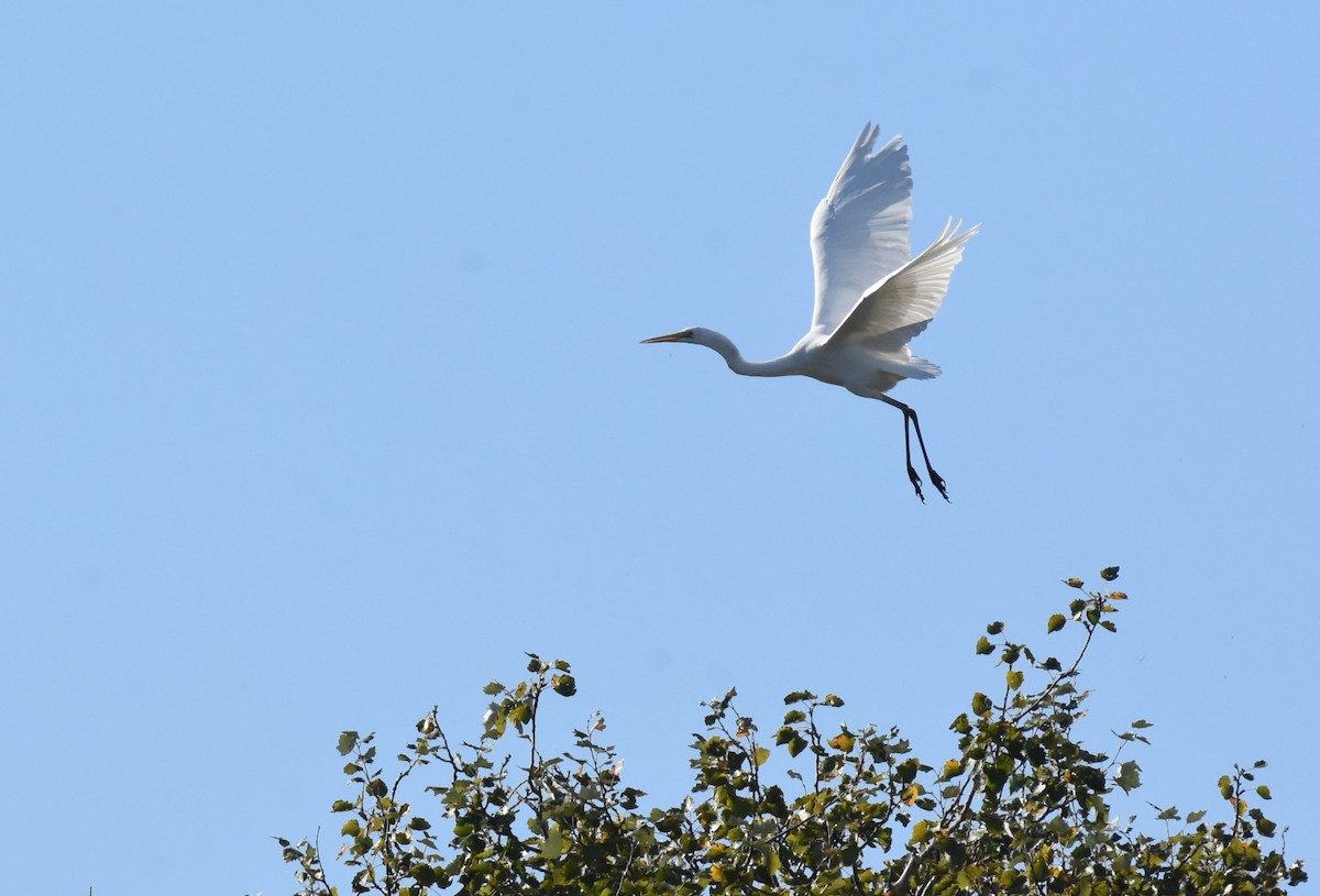 Great Egret - ML610533981