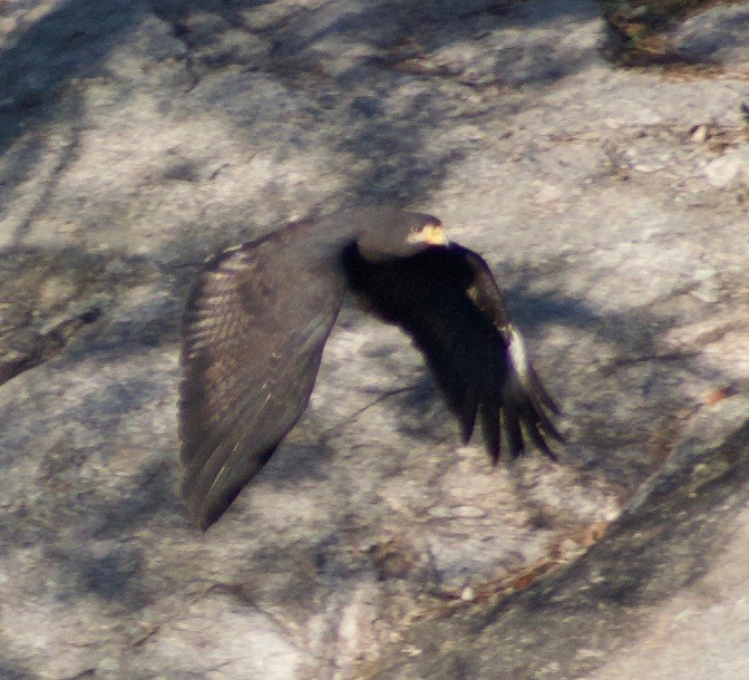Common Black Hawk - Asher Perla