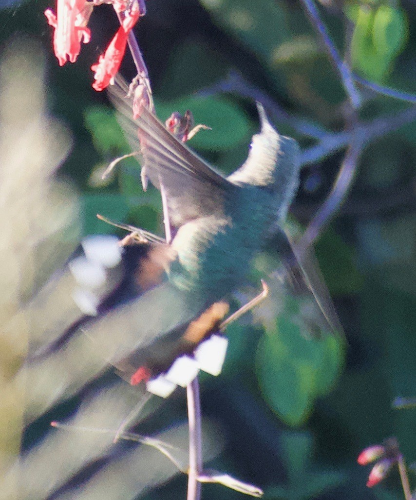 Broad-tailed Hummingbird - ML610534023