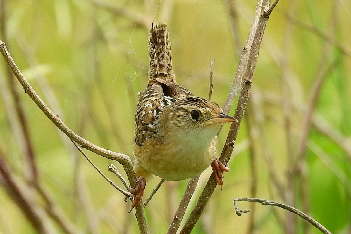 Sedge Wren - ML61053411