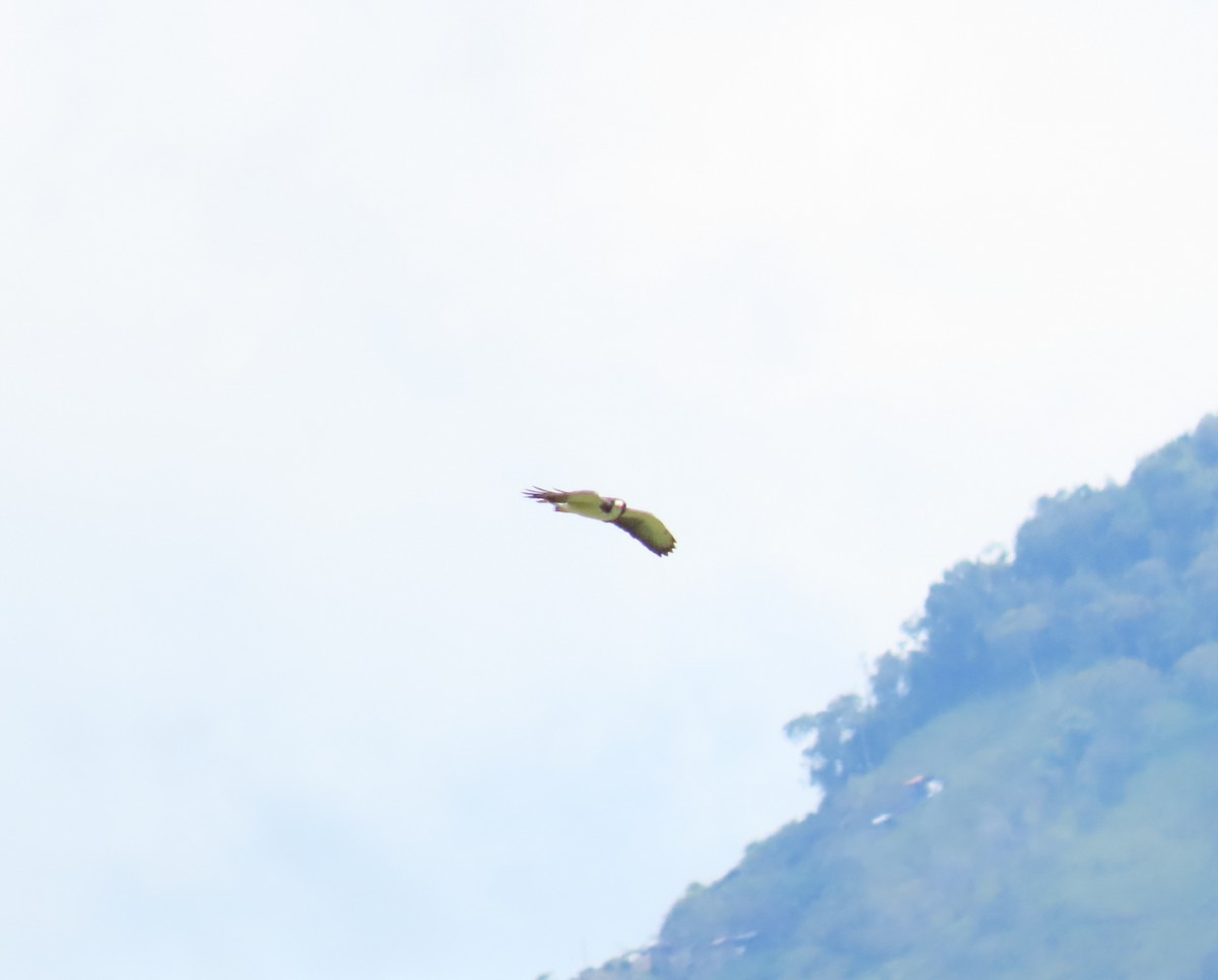 Short-tailed Hawk - ML610534122