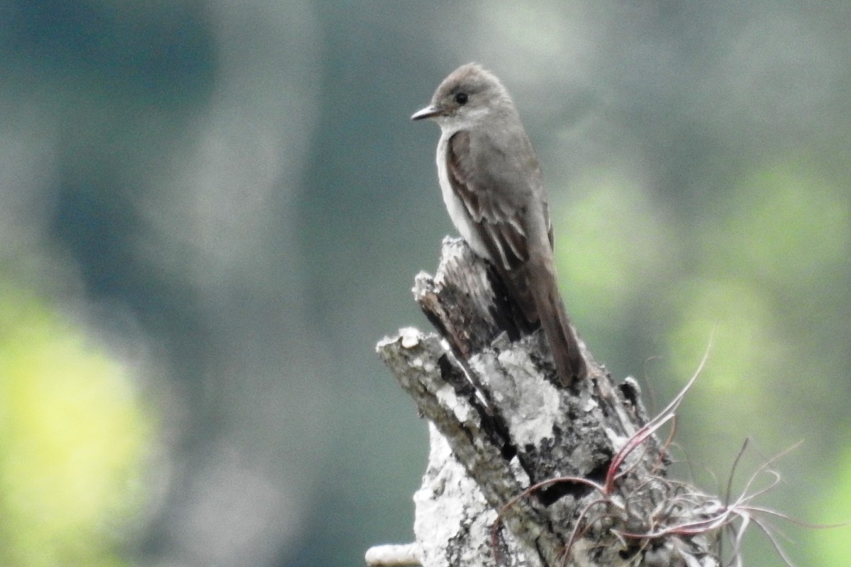 Western Wood-Pewee - ML610534186